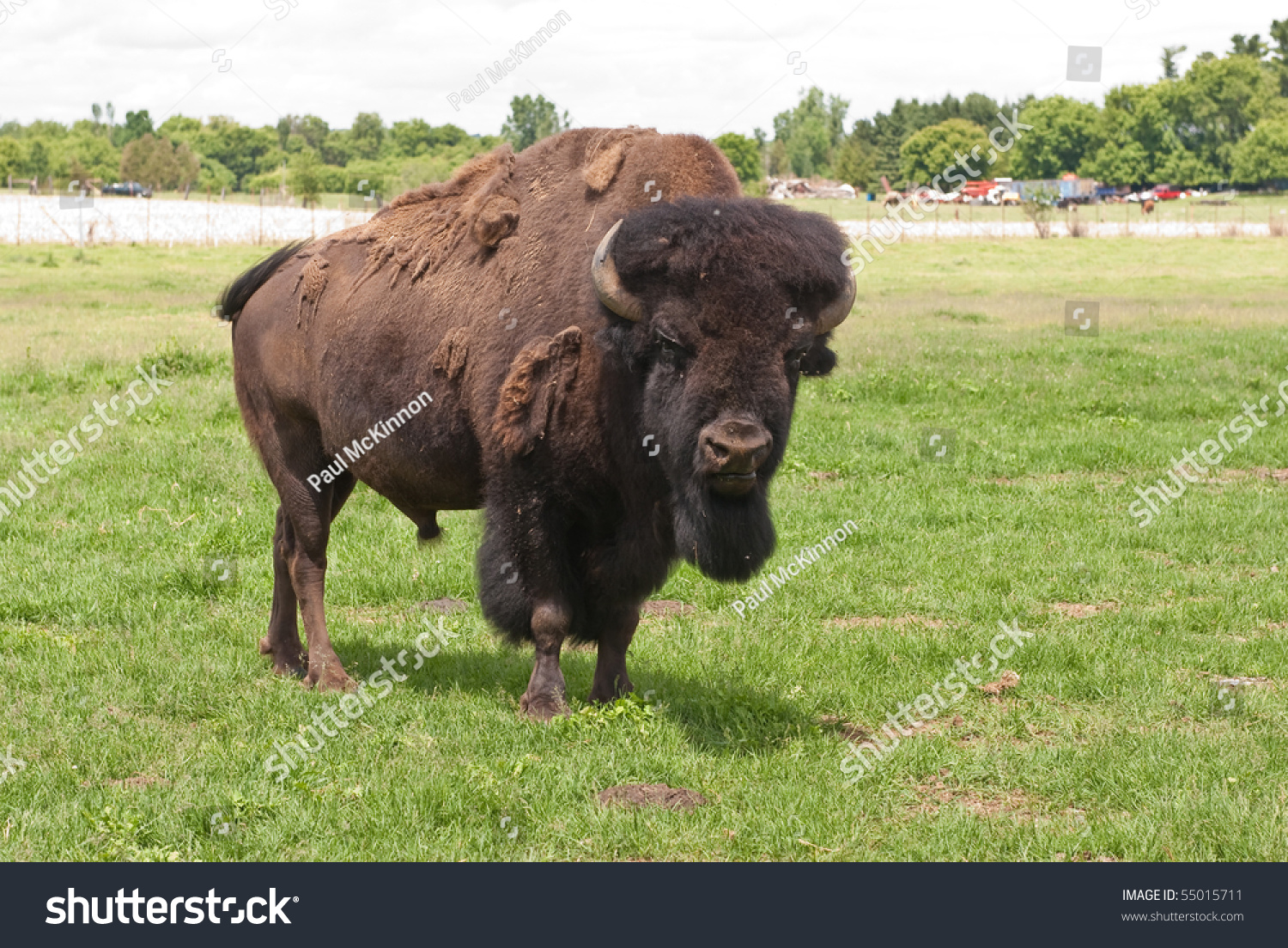 Alpha Looking Buffalo For Bull