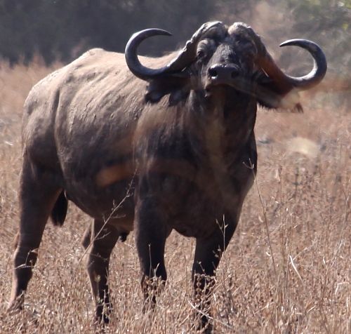 Stably Alpha Buffalo For Looking Bull
